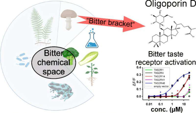 科学家从蘑菇中分离出疑似已知“最苦物质”：一克能苦106浴缸水